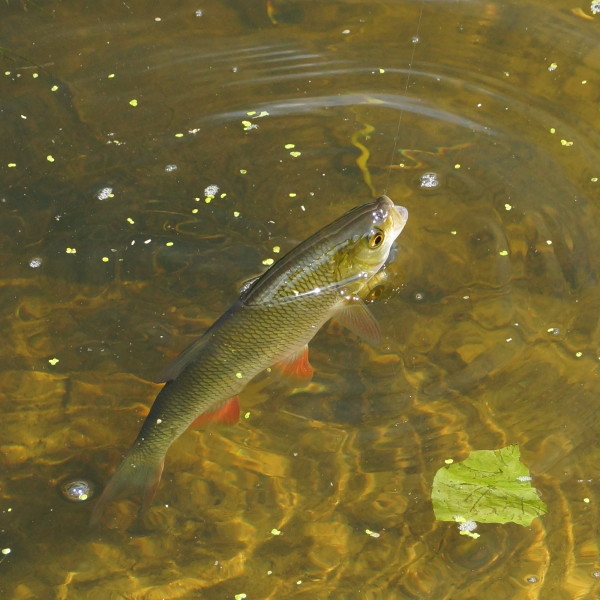 Fliegenfischen in Thüringen